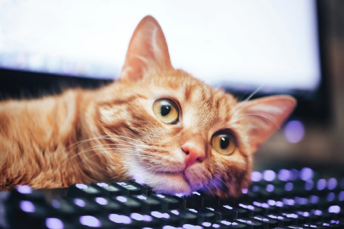 Cat on Keyboard